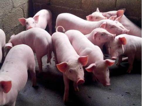 猪粪有机肥优势及生产线配置